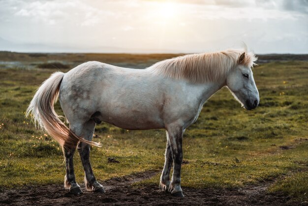 Cavallo islandese in natura scenica dell'Islanda.