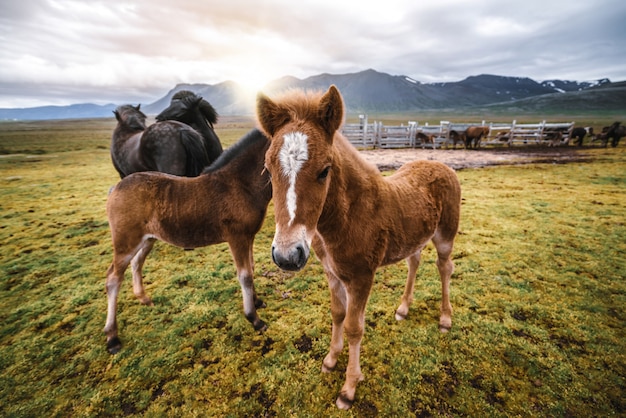 Cavallo islandese in natura scenica dell'Islanda.