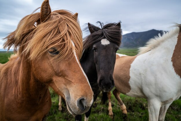 Cavallo islandese in natura scenica dell'Islanda.