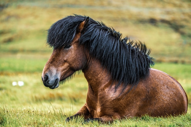 Cavallo islandese in natura scenica dell'Islanda.