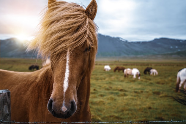 Cavallo islandese in natura scenica dell'Islanda.