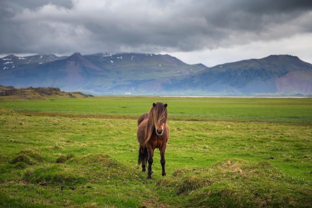 Cavallo islandese nel pittoresco paesaggio naturale dell'Islanda