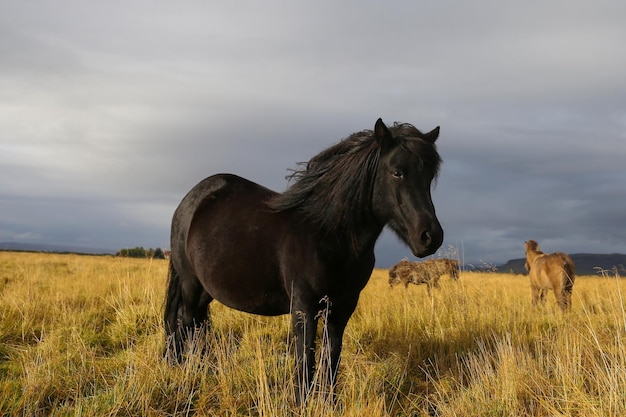 Cavallo islandese su un campo in erba