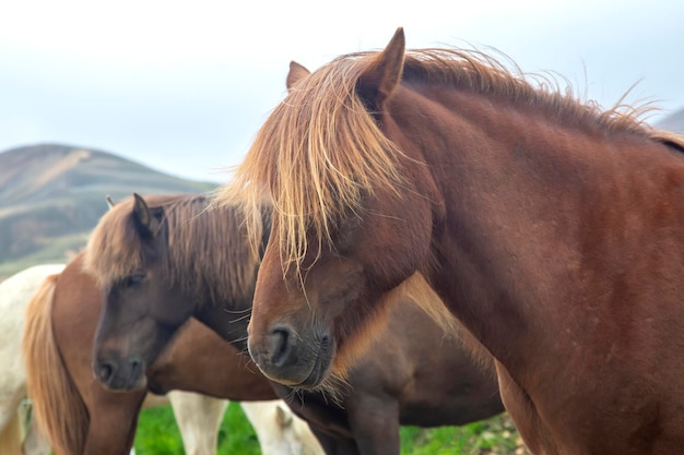 Cavallo islandese sullo sfondo di un paesaggio montuoso vulcanico Turismo islandese e natura