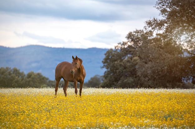 Cavallo libero in un prato fiorito