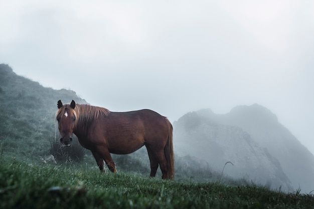 Cavallo libero sulla cima del Peñas de Aya