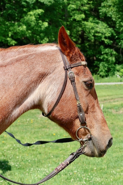 Cavallo marrone all'aperto