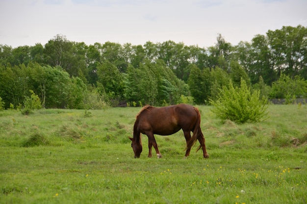 cavallo marrone che cammina e si nutre al pascolo isolato