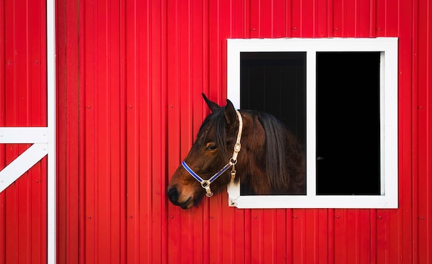 Cavallo marrone che guarda fuori da un fienile rosso