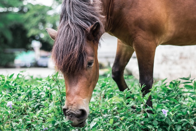 Cavallo marrone che mangia erba