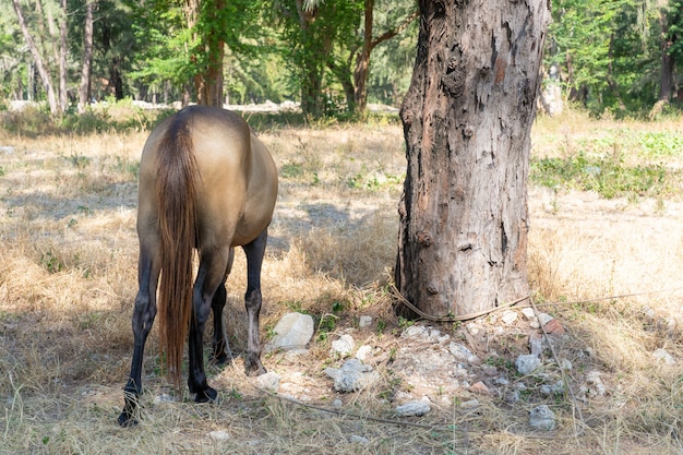 Cavallo marrone coda laterale