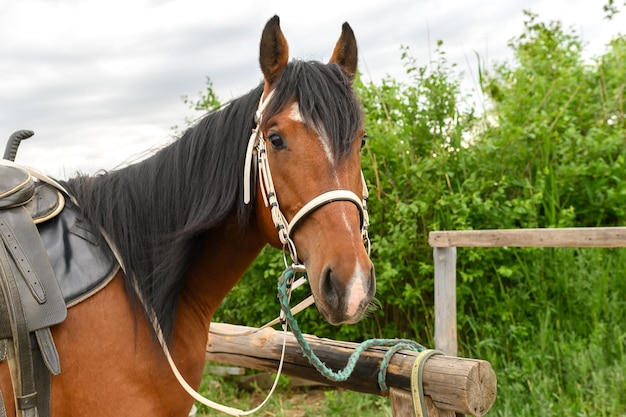 Cavallo marrone con briglia e imbracatura Bellissimo animale in estate per lo sport equestre