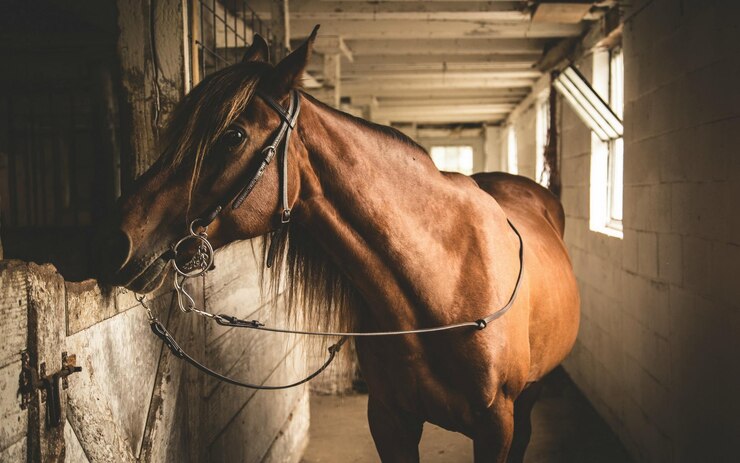 Cavallo marrone con una lunga criniera nella stalla