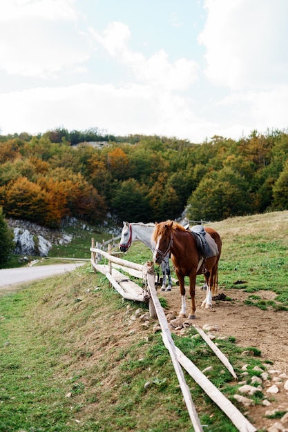 Cavallo marrone e bianco in un paddock di legno all'esterno