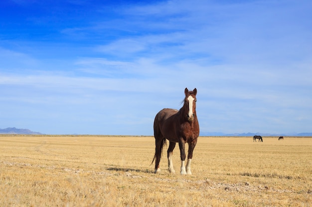 Cavallo marrone in campo