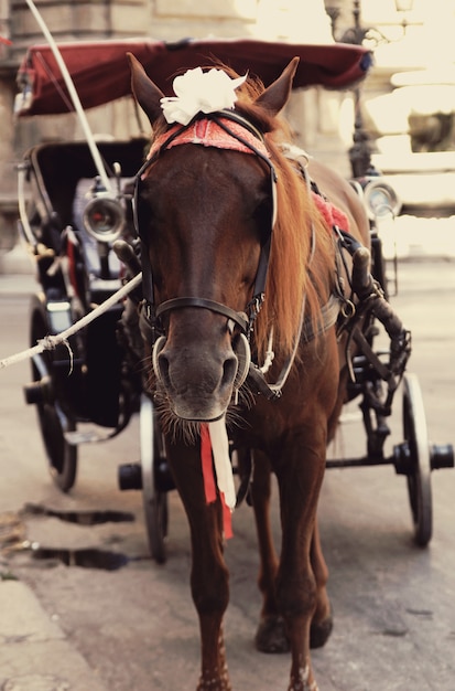 Cavallo marrone in imbracatura nel percorso turistico