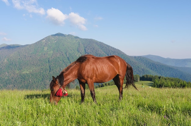 Cavallo marrone in un pascolo in montagna Paesaggio estivo in giornata di sole