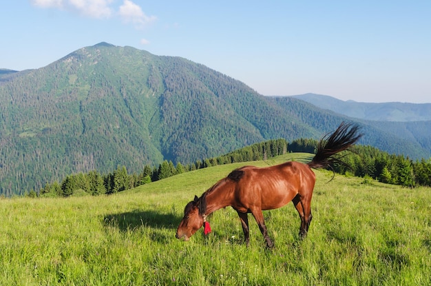 Cavallo marrone in un pascolo in montagna