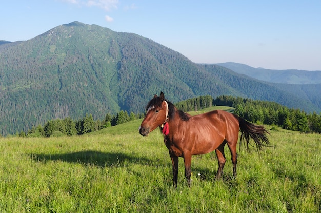 Cavallo marrone in un pascolo in montagna