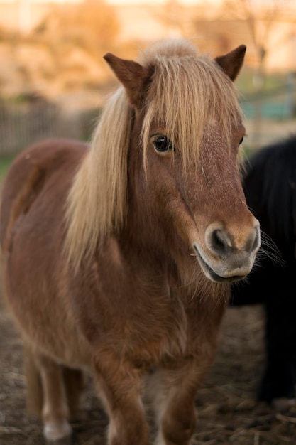 Cavallo marrone nel campo.