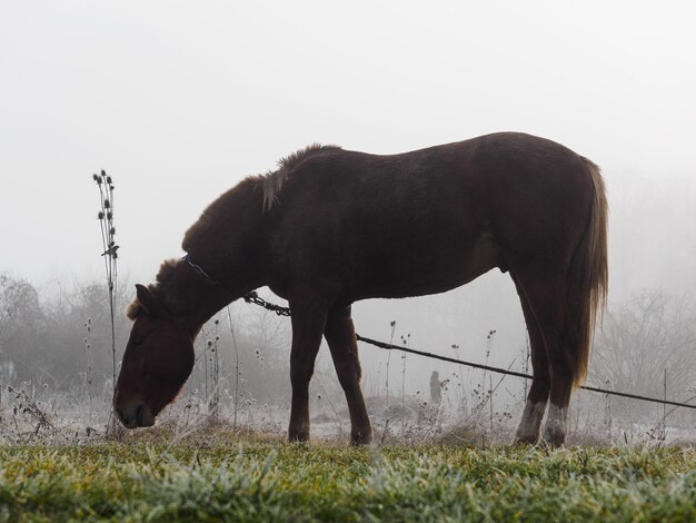 Cavallo marrone nella nebbia che mangia erba