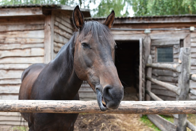 Cavallo marrone nella stalla