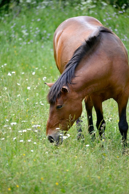 cavallo marrone pascolo in un campo in estate