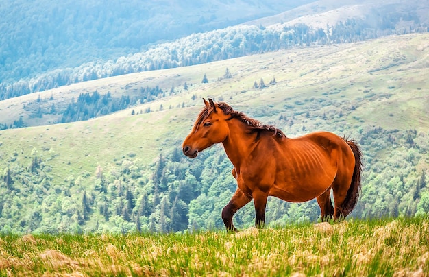 Cavallo marrone selvaggio in montagna