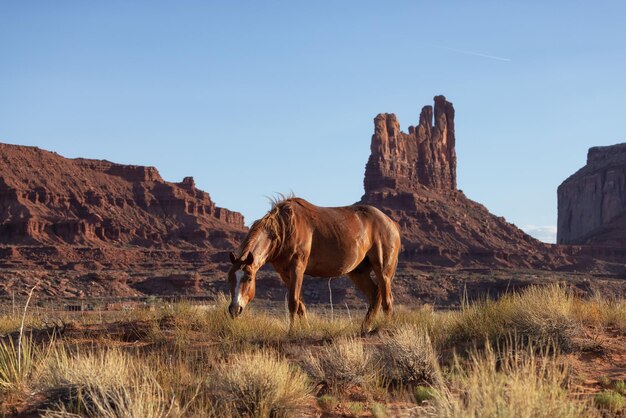 Cavallo marrone selvaggio nel deserto con paesaggio di montagna di roccia rossa sullo sfondo