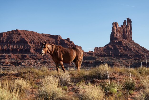 Cavallo marrone selvaggio nel deserto con paesaggio di montagna di roccia rossa sullo sfondo