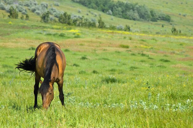 Cavallo marrone sveglio che pasce al prato verde