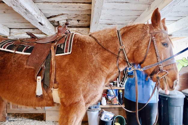 Cavallo marrone