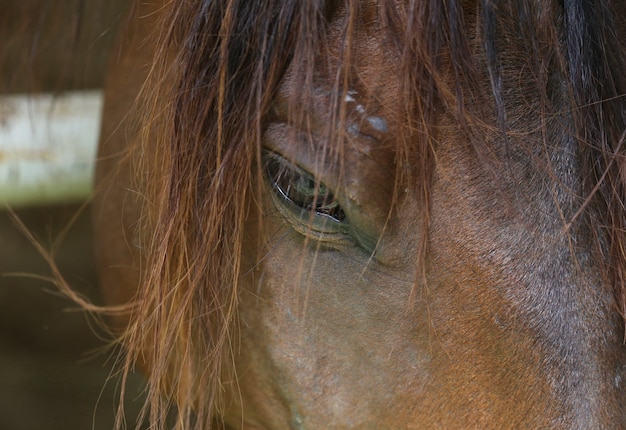 Cavallo marrone