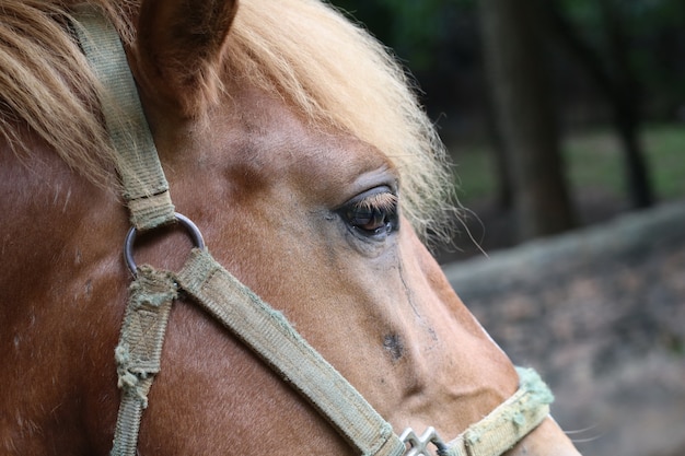 Cavallo marrone