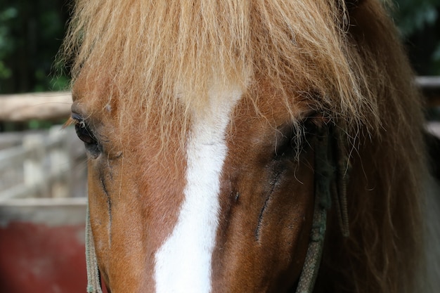 Cavallo marrone