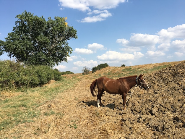 Cavallo marrone