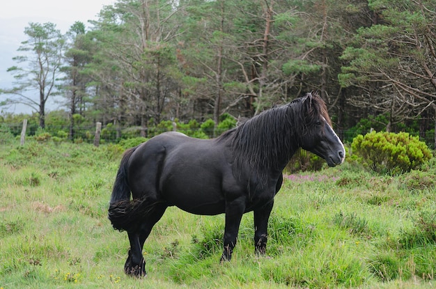 Cavallo maschio nero nel cespuglio Cavalli selvaggi nella foresta
