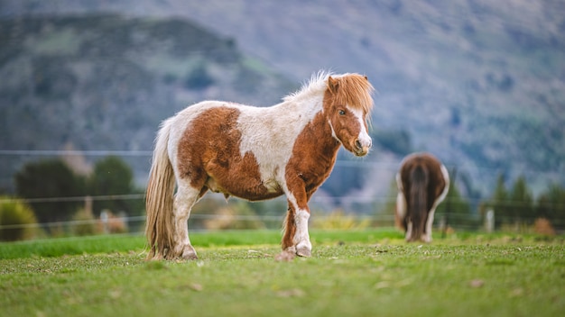 Cavallo Nano In Campo