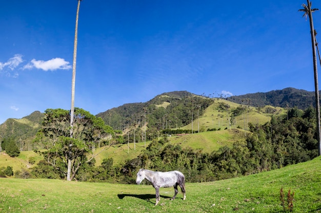 Cavallo nei verdi pascoli della valle Cocora Salento