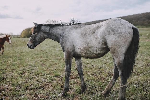 Cavallo nel campo mammiferi animali natura viaggi