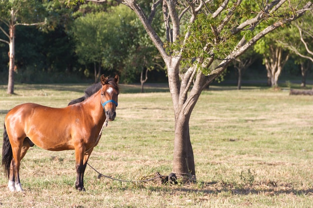 cavallo nel campo