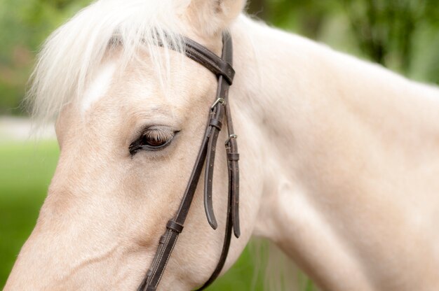 Cavallo nel parco