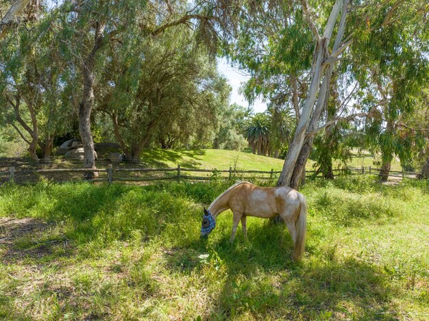 Cavallo nel tranquillo campo estivo che mangia erba