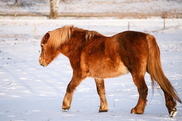 Cavallo nella neve in una fredda giornata invernale