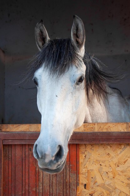 Cavallo nella stalla con teste fuori