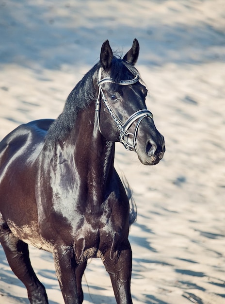 Cavallo nero che cammina sulla sabbia