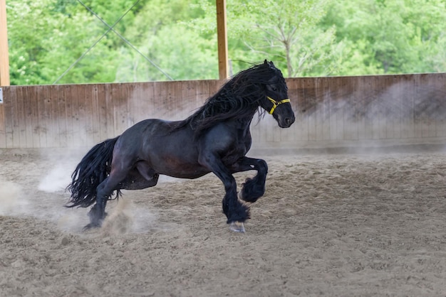 Cavallo nero che corre in fattoria
