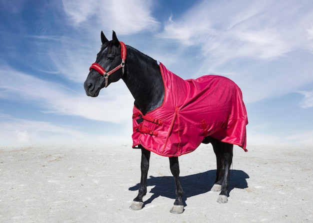 cavallo nero e la sua coperta da cavallo per l'inverno