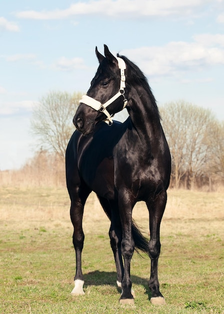 Cavallo nero in piedi contro il cielo