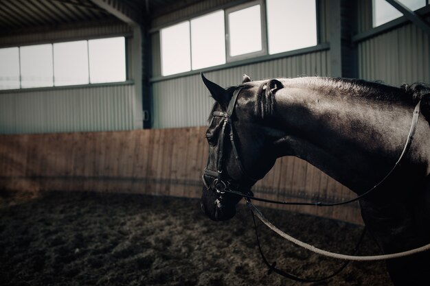 Cavallo nero in piedi nel manege scuro